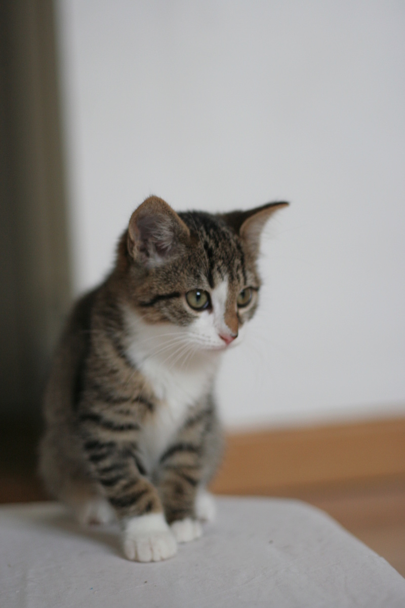 NEILA, chatonne brown tabby et blanche, née le 16/08/17 Img_9929