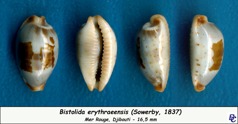 Bistolida erythraeensis (G. B. Sowerby I, 1837) Erythr11