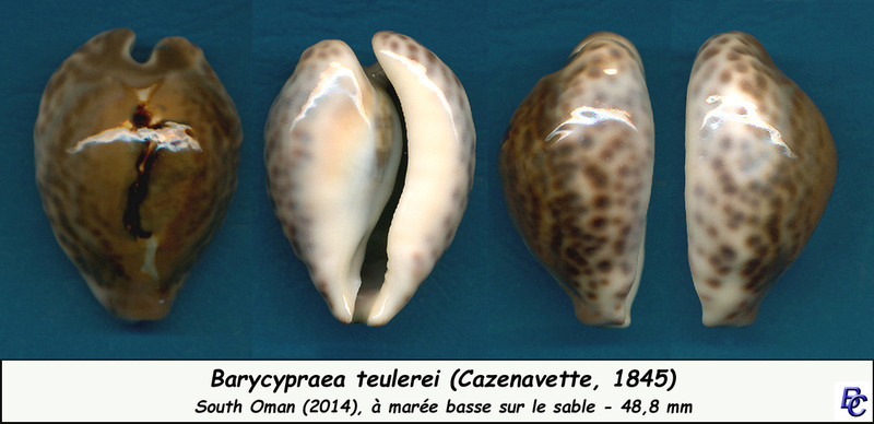 Barycypraea teulerei (Cazenavette, 1846)  - Page 4 Teuler13