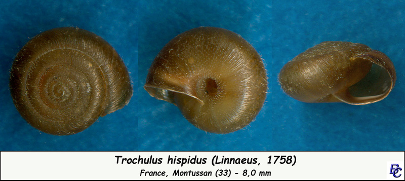 Trochulus hispidus (Linnaeus, 1758) Trochu10