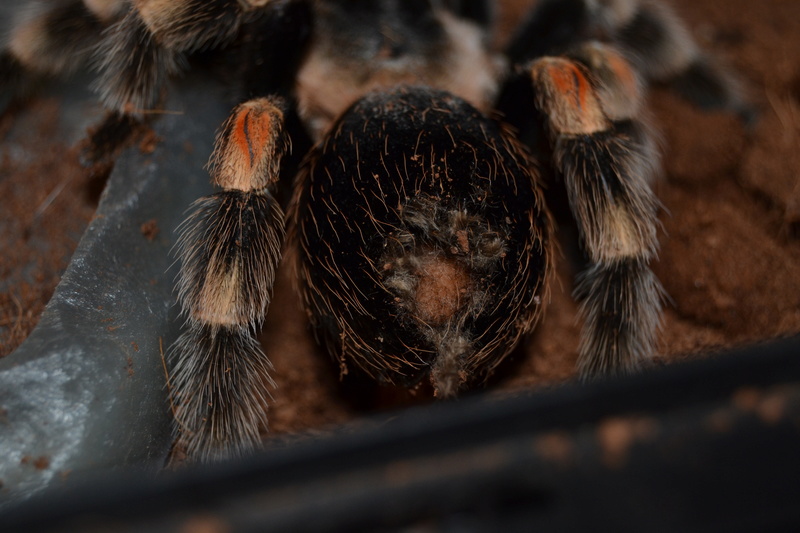 Brachypelma Smithi qui n'est pas bien...  Dsc_1015