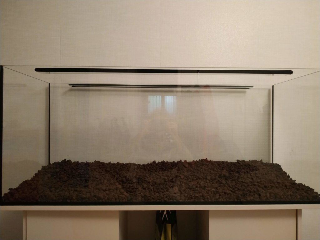 Retour à l'aquariophhilie : Rio 240 Img_2015