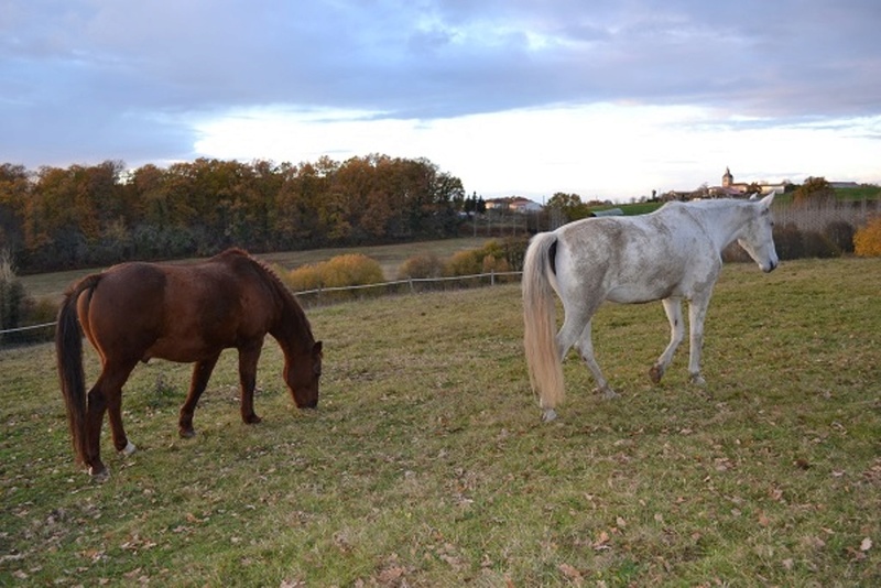 JERRY - ONC selle (poney) né en 1991 - adopté en octobre 2015 par Patricia - Page 2 2014