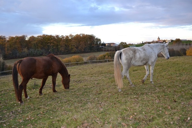 JERRY - ONC  selle (poney) né en 1991 - adopté en octobre 2015 par Patricia - Page 2 2014