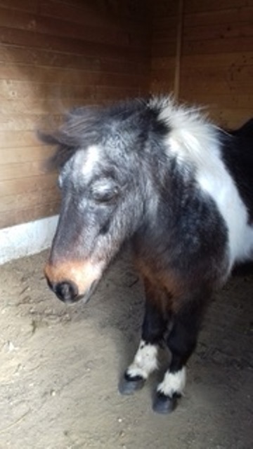 PRUNELLE - ONC poney née en 1986  - adoptée en octobre 2012 par Prosper - Page 4 2017_311