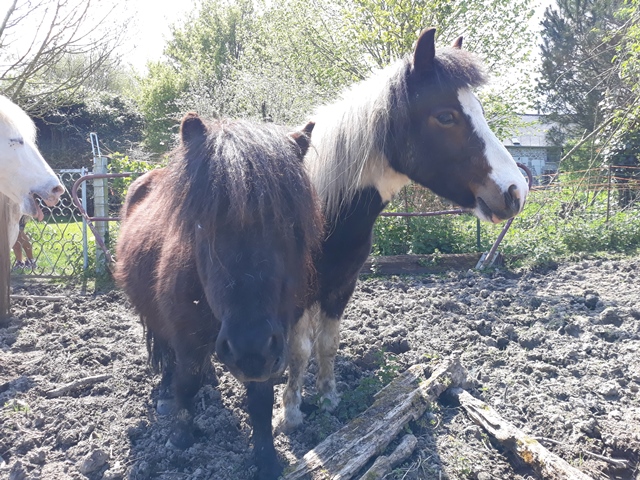 VAVAVROUM DELISSAM (2010) et APACHE DELISSAM (2009) - ONC poneys type Shetland - adoptés en mars 2019 par Sylvie 2018_294