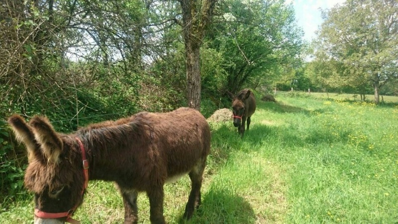 POMPON – Mulet né en 2010 - Adopté en mai 2018 avec Pomponette par Martine 2018_359