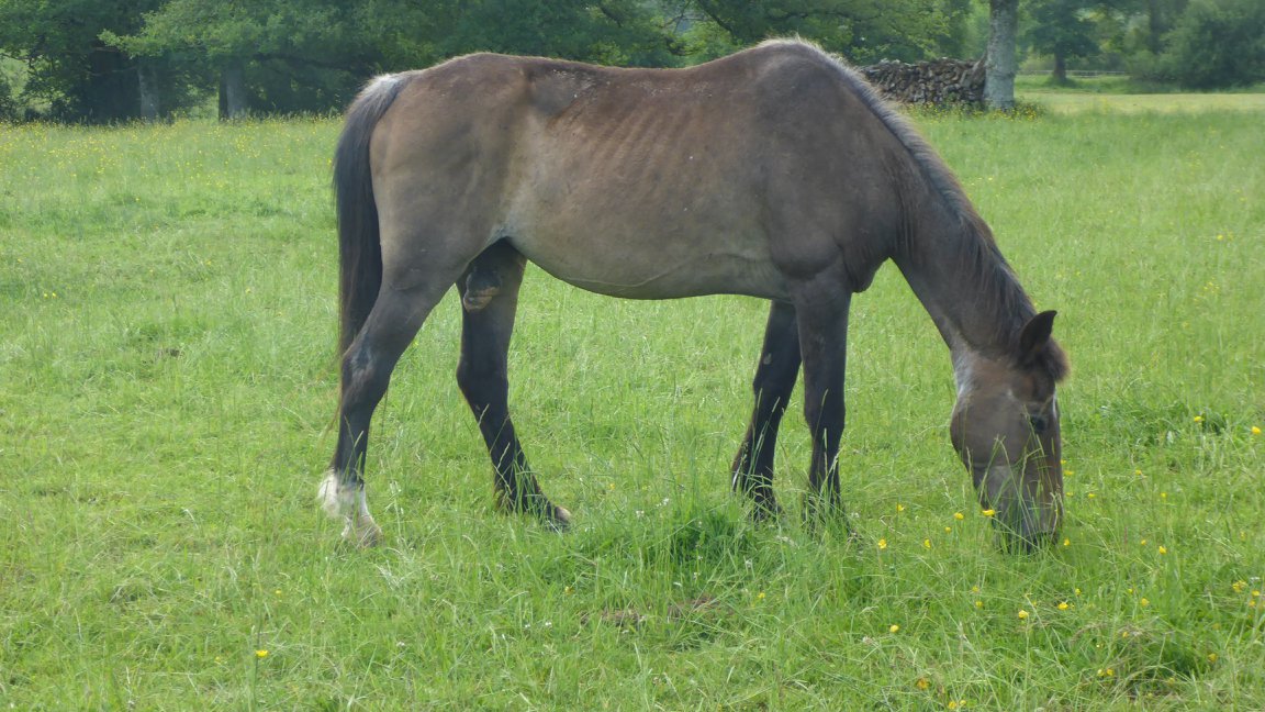 BANDIT - ONC Poney né en 1991 - adopté en septembre 2015 par Joëlle  //  Le plus beau papy poney du Limousin et d'ailleurs - Page 5 2018_440