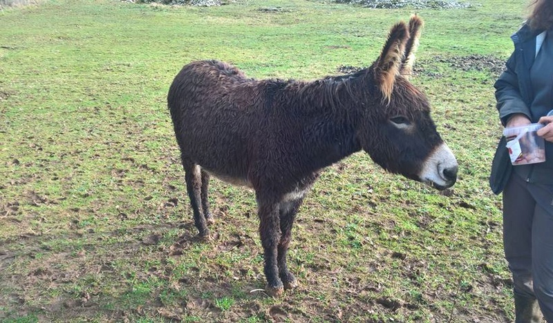 POMPONETTE – Anesse née en 2010 - Adoptée en mai 2018 avec Pompon par Martine 2030