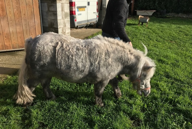 BOBb - ONC Poney typé Shetland né en 2011 - adopté en décembre 2014 par Christian 24_pub10