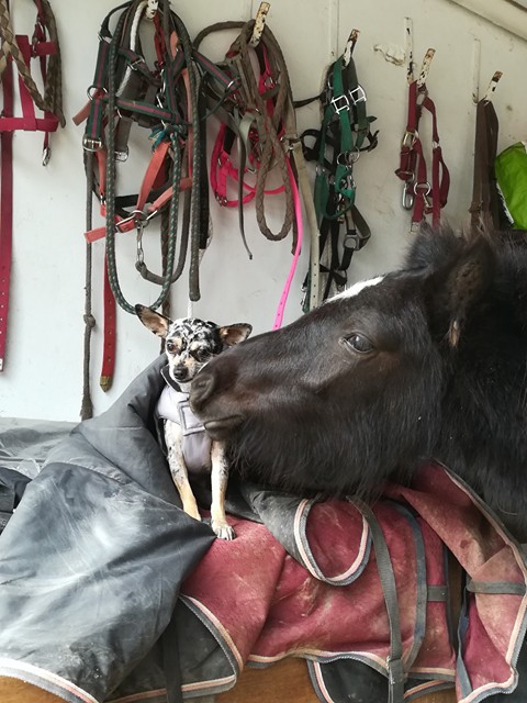 GADGET - ONC Poney typé Shetland né en 2016 - adopté en février 2018 30_10