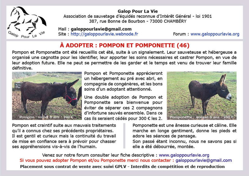 POMPONETTE – Anesse née en 2010 - Adoptée en mai 2018 avec Pompon par Martine Affich15