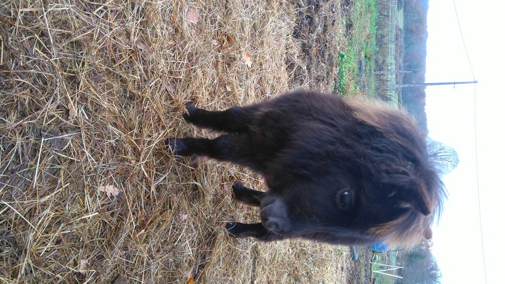 HACHTAG - ONC Poney typée Shetland née en 2017 - adoptée en février 2018 par Marlène Hascht14