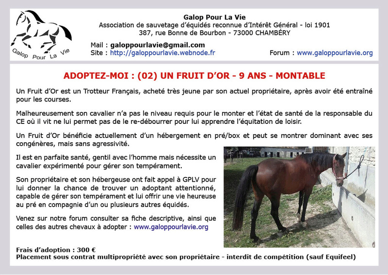 UN FRUIT D’OR (dit MAX)– TF né en 2008 – adopté en juillet 2019 par Laurine Un_fru10