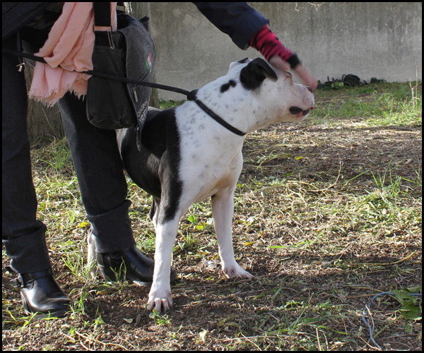 ROUCHE staffie 7 ans Img_7521