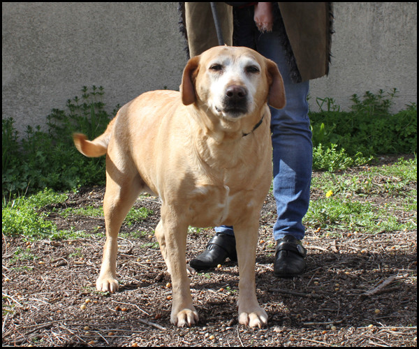 LOU croisée labrador Img_8220