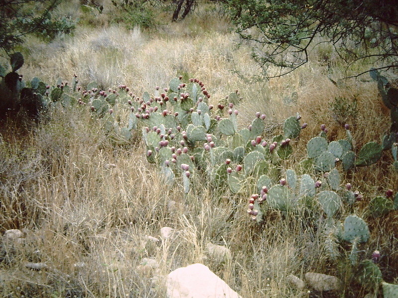 Fleur de cactus . Pict0116