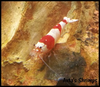 [Axta Shrimps] - 30L de PRL. Profil10