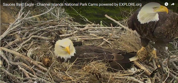 Nos webcams préférées (une fenêtre sur le monde) - Page 16 Aigles10