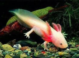 Axolotl vous avez dit Axolotl ?? Axolit10