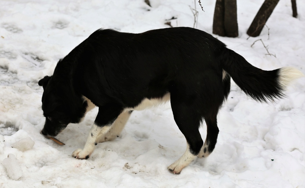 Parrainage de Yago ( Meute des chiens de Mr Georges) Hx9a4317