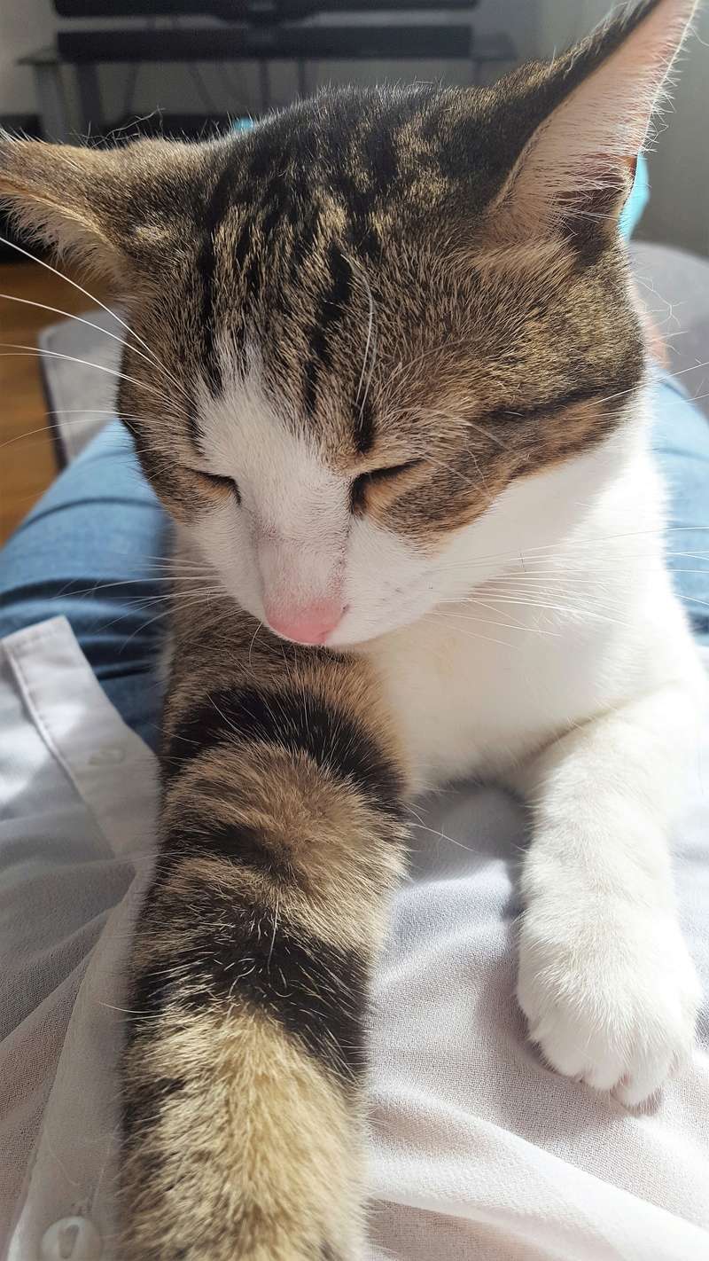 MAATI, chaton européen marron tabby & blanc, né le 09/08/16 20170712