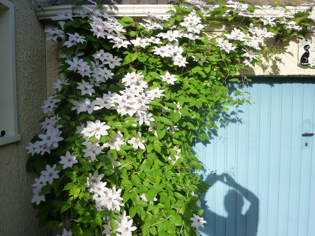 Le jardin, refuge de Marsouine 28810