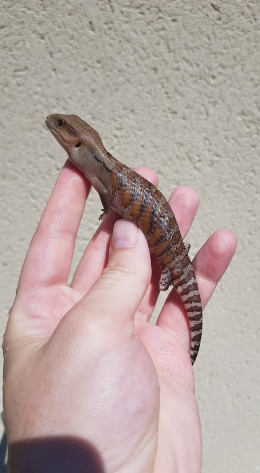 Tiliqua scincoides intermedia 2020 10361712