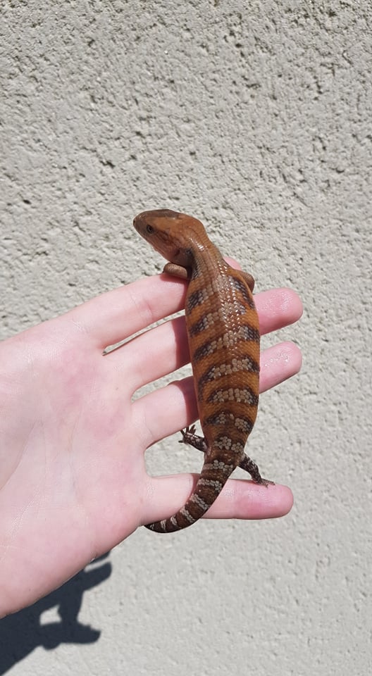 Tiliqua scincoides intermedia 2020 10469011