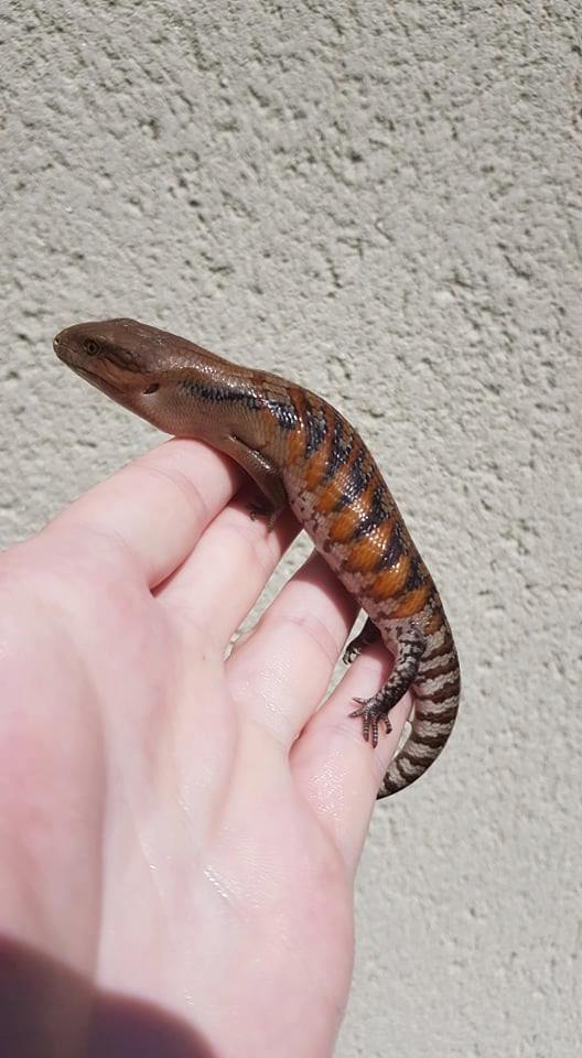 Tiliqua scincoides intermedia 2020 10612711