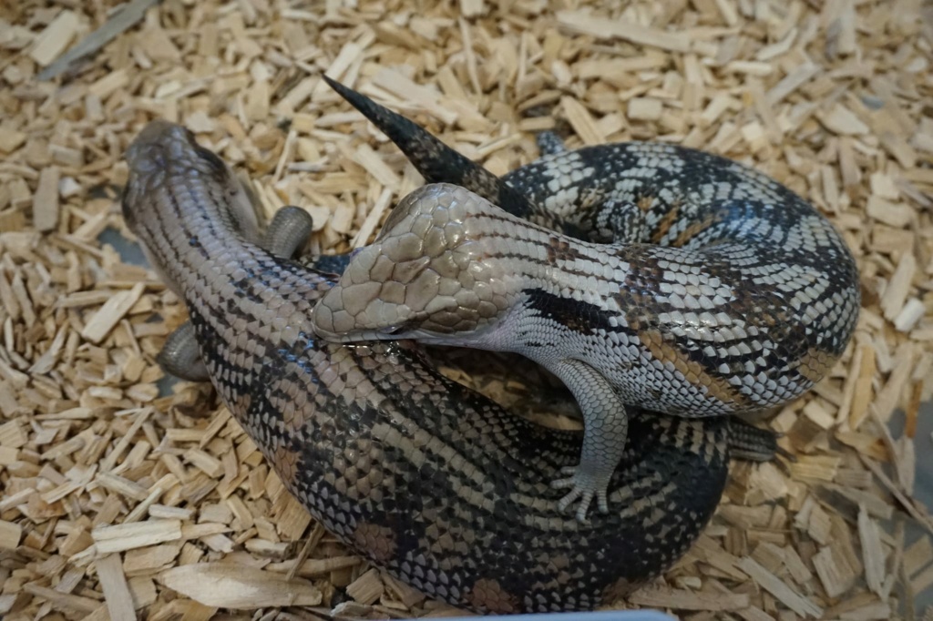 Tiliqua scincoides intermedia saison 2022 27526110