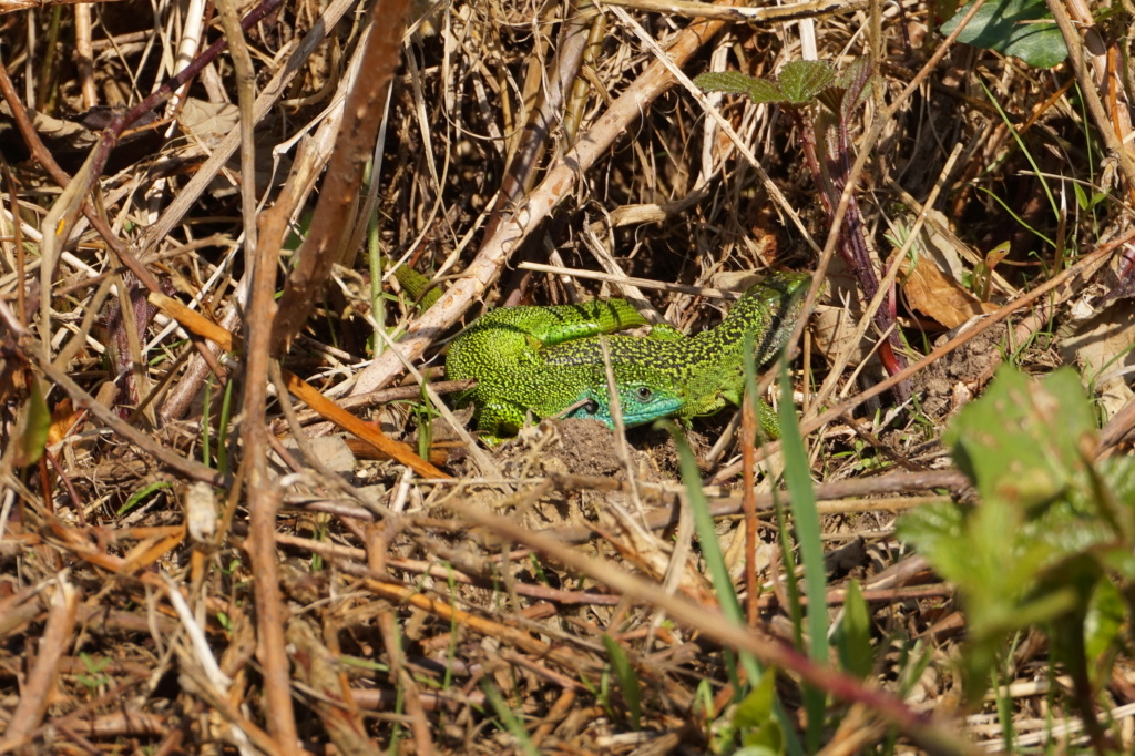 Lacerta bilinieata, herping de la semaine Dsc06510