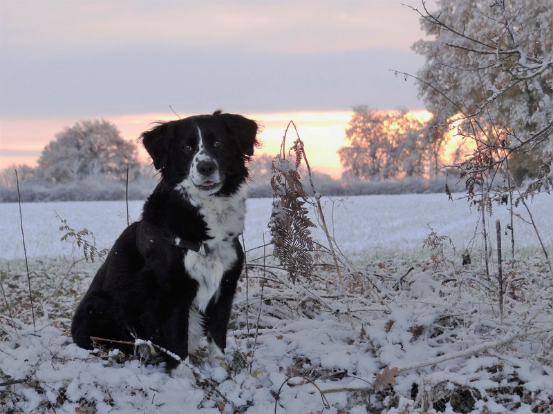 FALINE - Femelle X Border Collie - 18 mois Dsc06610