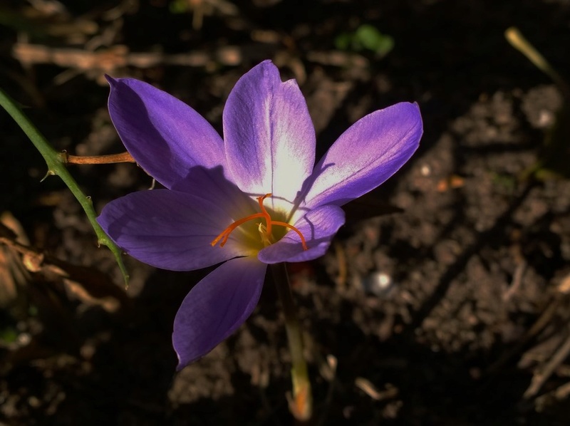 Schwertliliengewächse: Iris, Tigrida, Ixia, Sparaxis, Crocus, Freesia, Montbretie u.v.m. - Seite 23 Herbst10