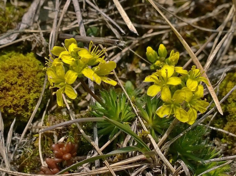 Erste Frühlingsboten im Garten und in Wald und Flur - Seite 61 Uploa351