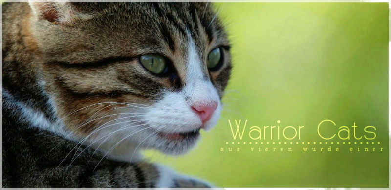 warrior-cats-aus-vier-wurde-eins