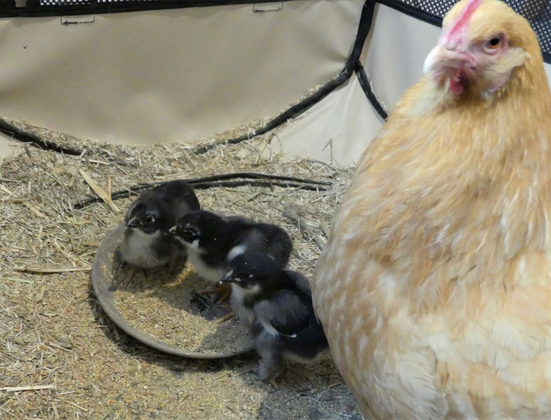 Naissance des marans P1010015