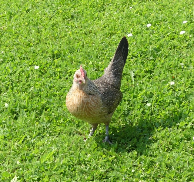 Plein de bestioles ! - Page 8 P1010032