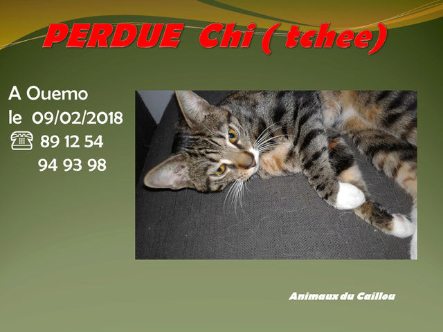 PERDUE CHI PUCEE ST2RILISEE CHATTE TIGREE PATTES BLANCHES A OUEMO LE 9.02.2018 Chi_10