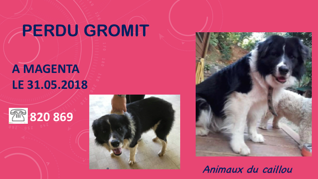 SIGNALE GROMIT BORDER COLLIE A L'ECOLE LES OEILLETS RIVIERE SALEE LE 31.05.2018 Diapo112