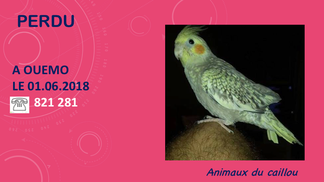 PERDU OISEAU A OUEMO LE 01.06.2018 Diapo117