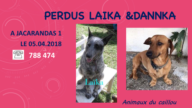 teckel - PERDUS LAIKA (BOUVIER) et DANNKA (TECKEL) le 04.04.2018 A KOUTIO JACARANDAS 1  Diapos15