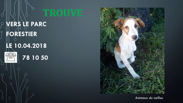 TROUVE CHIOT BLANC ET MARRON VERS LE PARC FORESTIER LE 14.04.2018 Diapos27