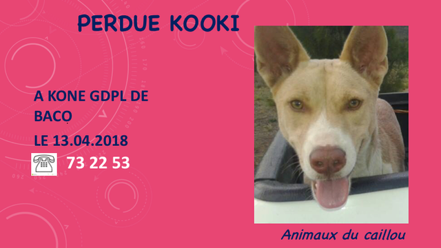 PERDUE KOOKI X PIT MARRON CLAIR ET BLANCHE YEUX CLAIRS OREILLES DRESSEES A KONE LE 13.04.2018 Diapos29