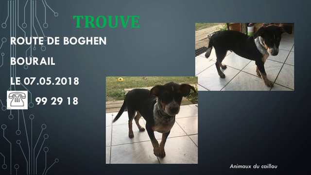 chien - TROUVE PETIT CHIEN TRICOLORE ROUTE DE BOGHEN A BOURAIL LE 07.08.2018 Diapos73