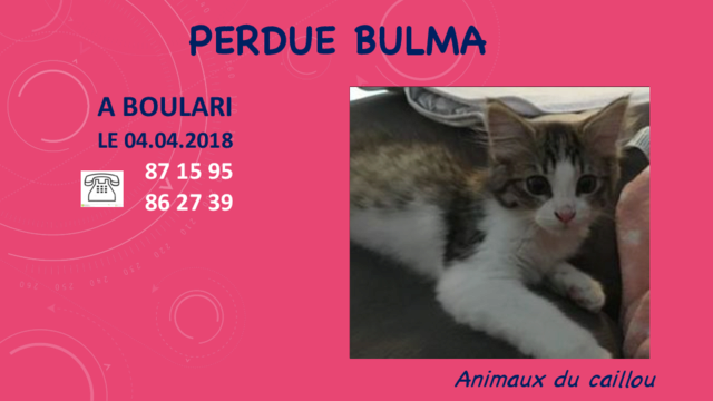 PERDUE BULMA TIGREE ET BLANCHE A BOULARI LE 04.04.2018 Perdu_10