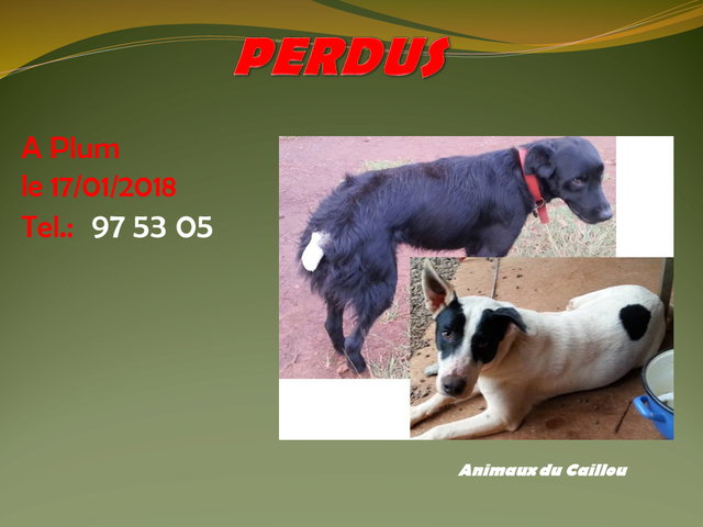 PERDUS 2 CHIENS A PLUM UN MALE NOIR ET BLANC STERILISE ET UNE FEMELLE NOIRE STERILISEE QUEUE COUPEE LE 17.01.2018 Plum_10