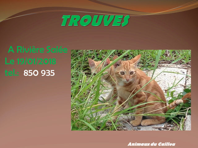 trouves deux chats roux a riviere salee le 19.01.2018 Roux10