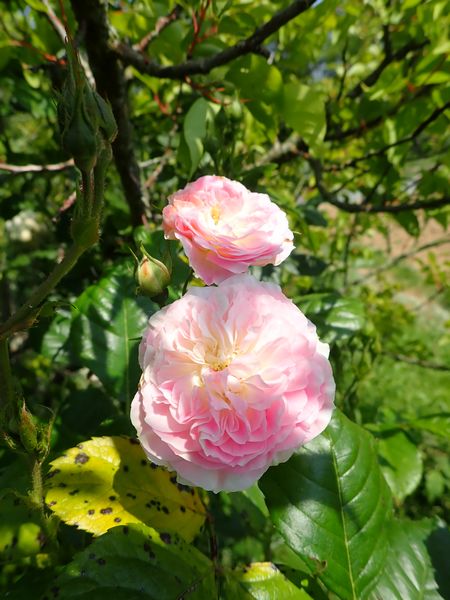 Rosa 'Bouquet Parfait' !!! - Page 7 Jardi116