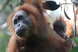 [Zoologie - Mammifères] Une nouvelle espèce d'orang-outan déjà rare découverte à Sumatra en Indonésie (novembre 2017) Tapanu10